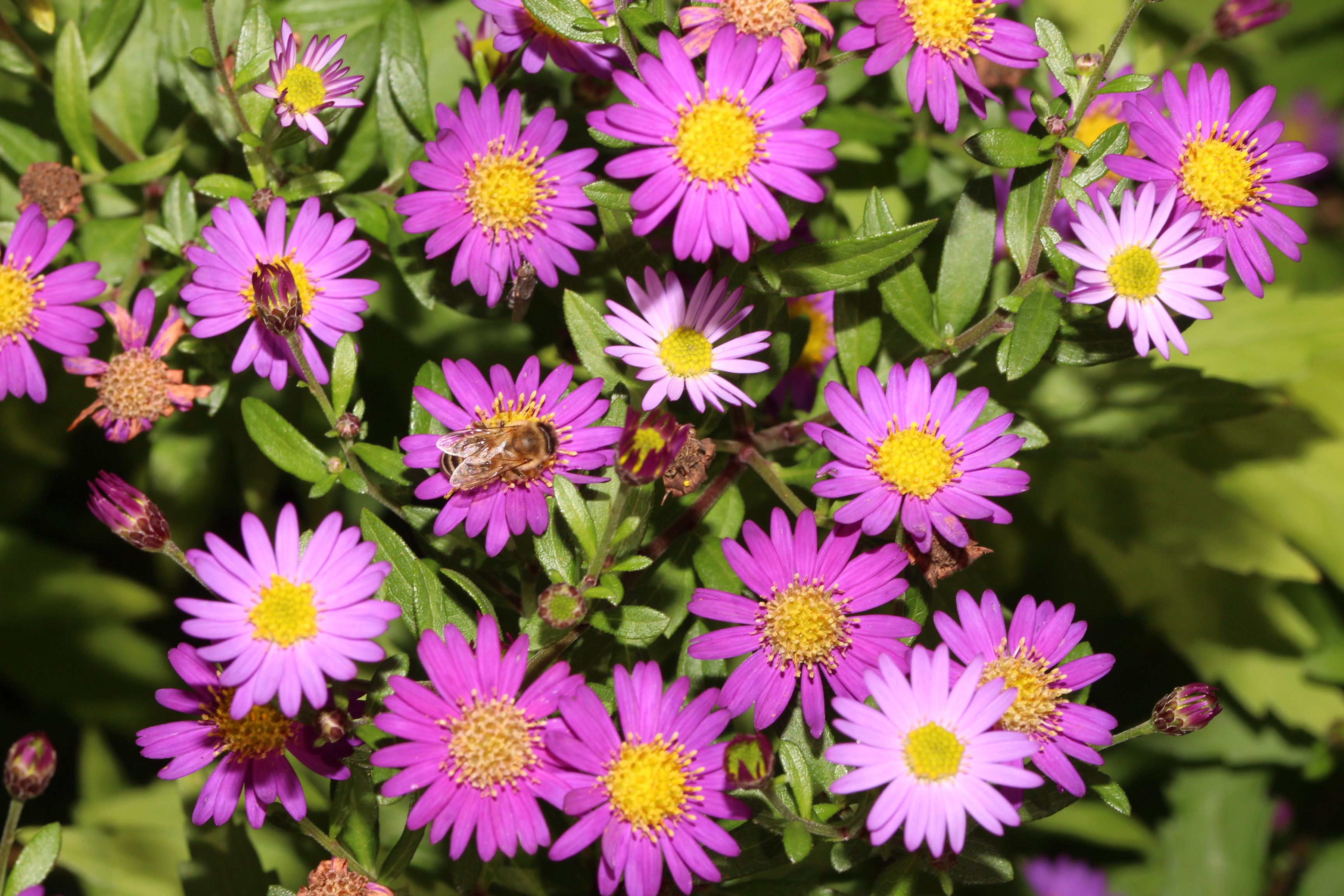 Aster ageratoides mit Honigbiene Ezo Murasaki